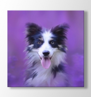 Dog in Purple