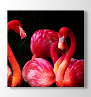 Red Flamingos