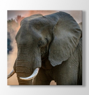 Elderly Elephant